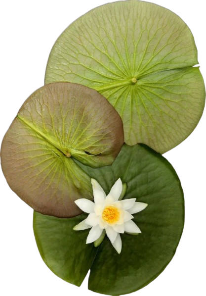 lilypads